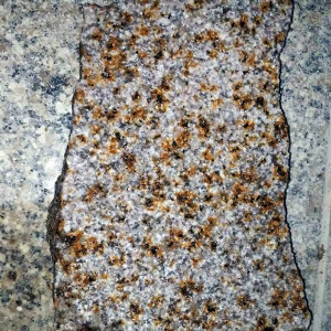 大小红星荔枝面